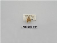 藏品(波紋斑苔蛾)的圖片